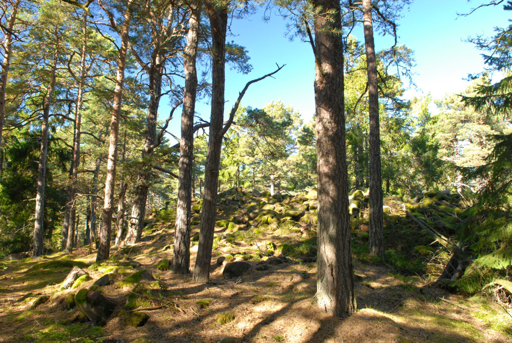 Gravroys Vestre Bolaren. Foto: Birgit-Broso