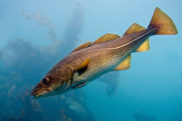 Kysttorsk. Foto: Havforskningsinstituttet