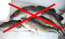 Torskefiske forbud