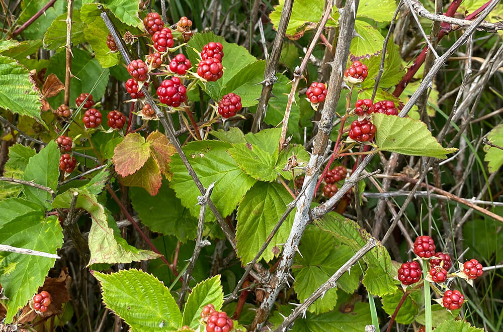 Ikke helt modne bjørnebær. Foto: Anne Sjømæling
