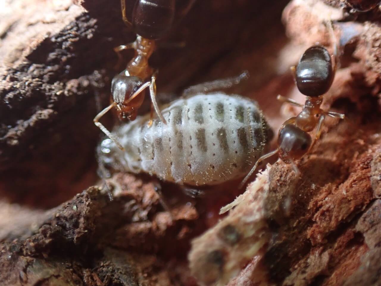 To maur og en bladlus. Foto: Arne Fjellberg