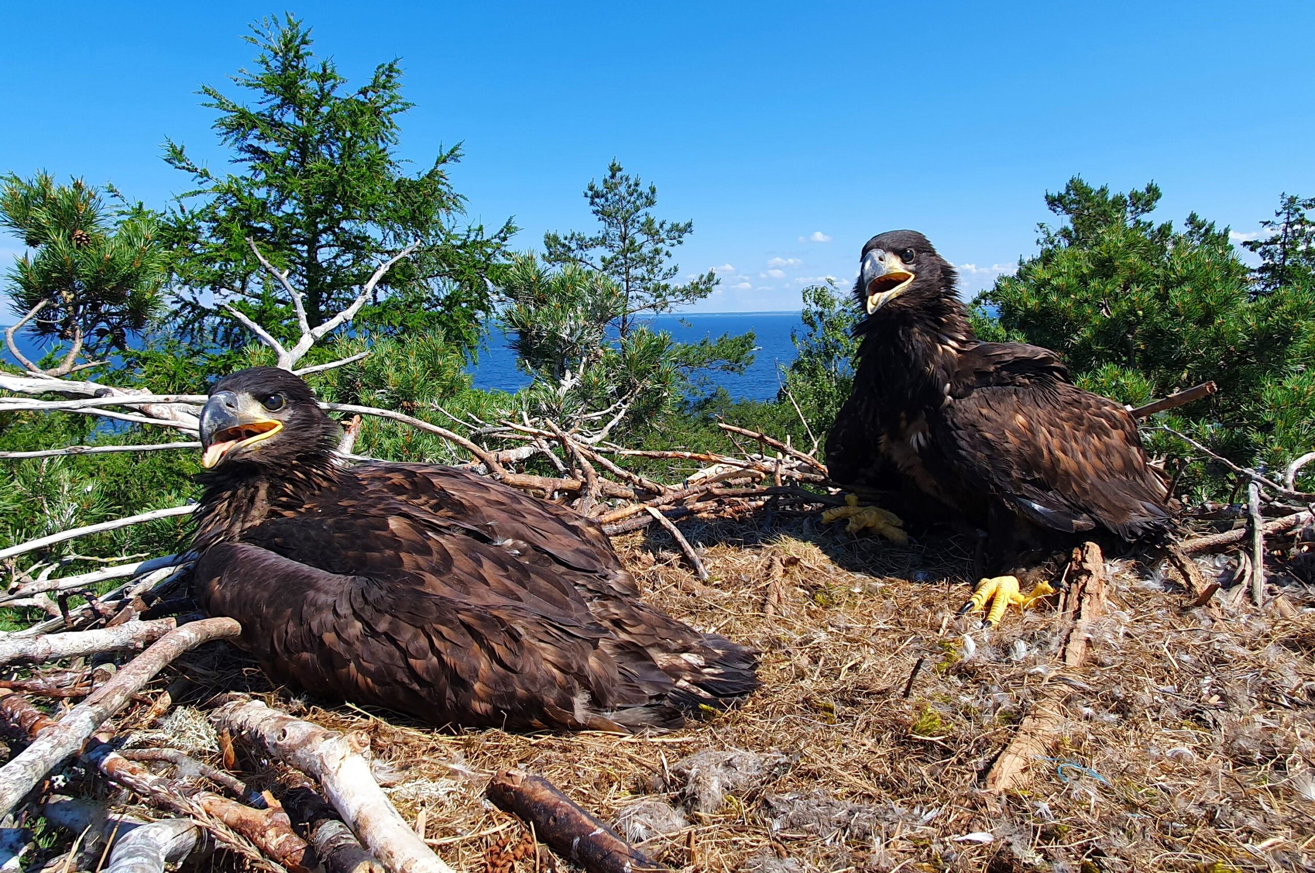 Havørn-Bolærne-2024-foto-Per-Espen-Fjeld