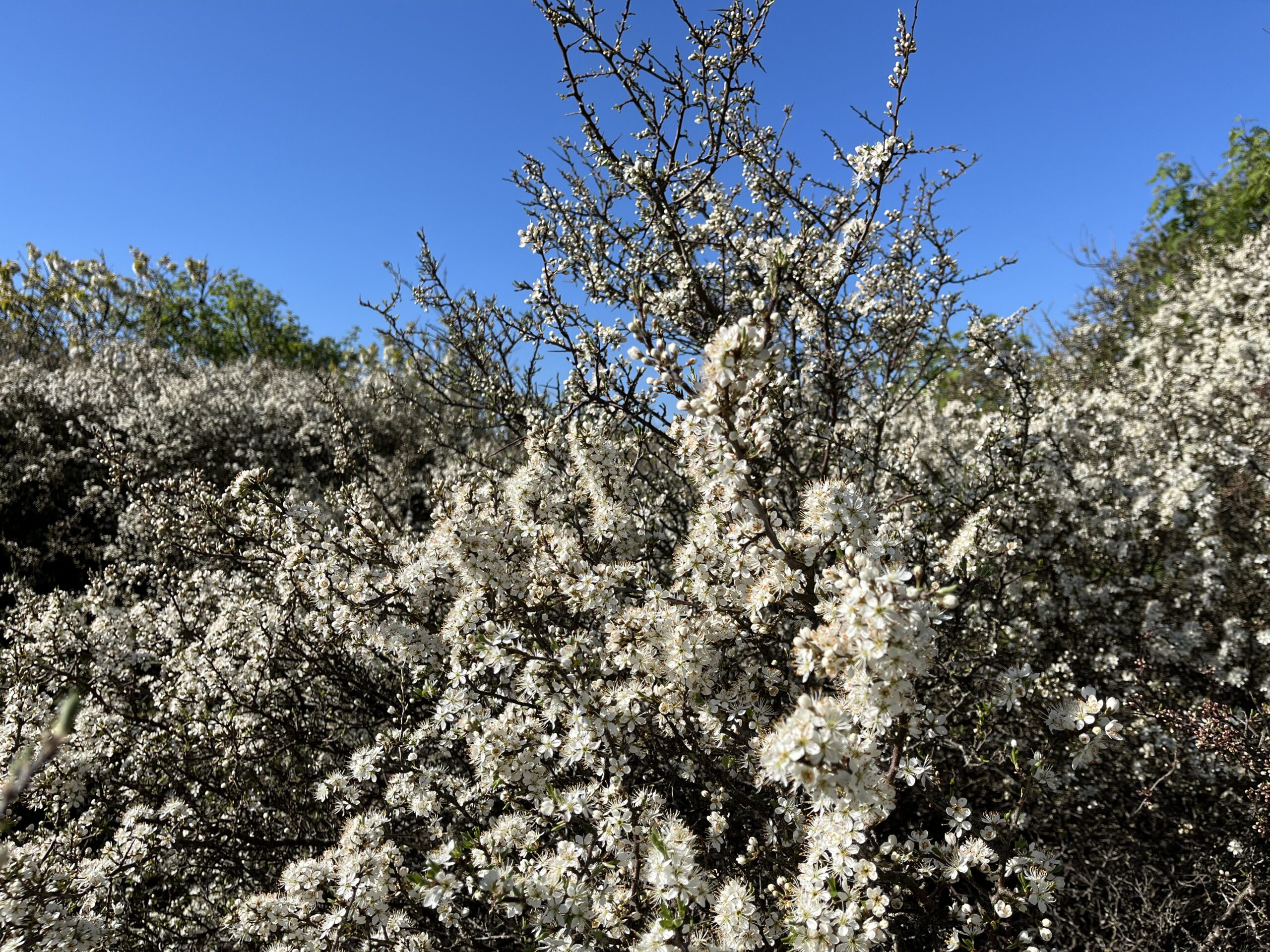 Slåptorn-i-blomstring-Moutmarka-foto-ASjømæling