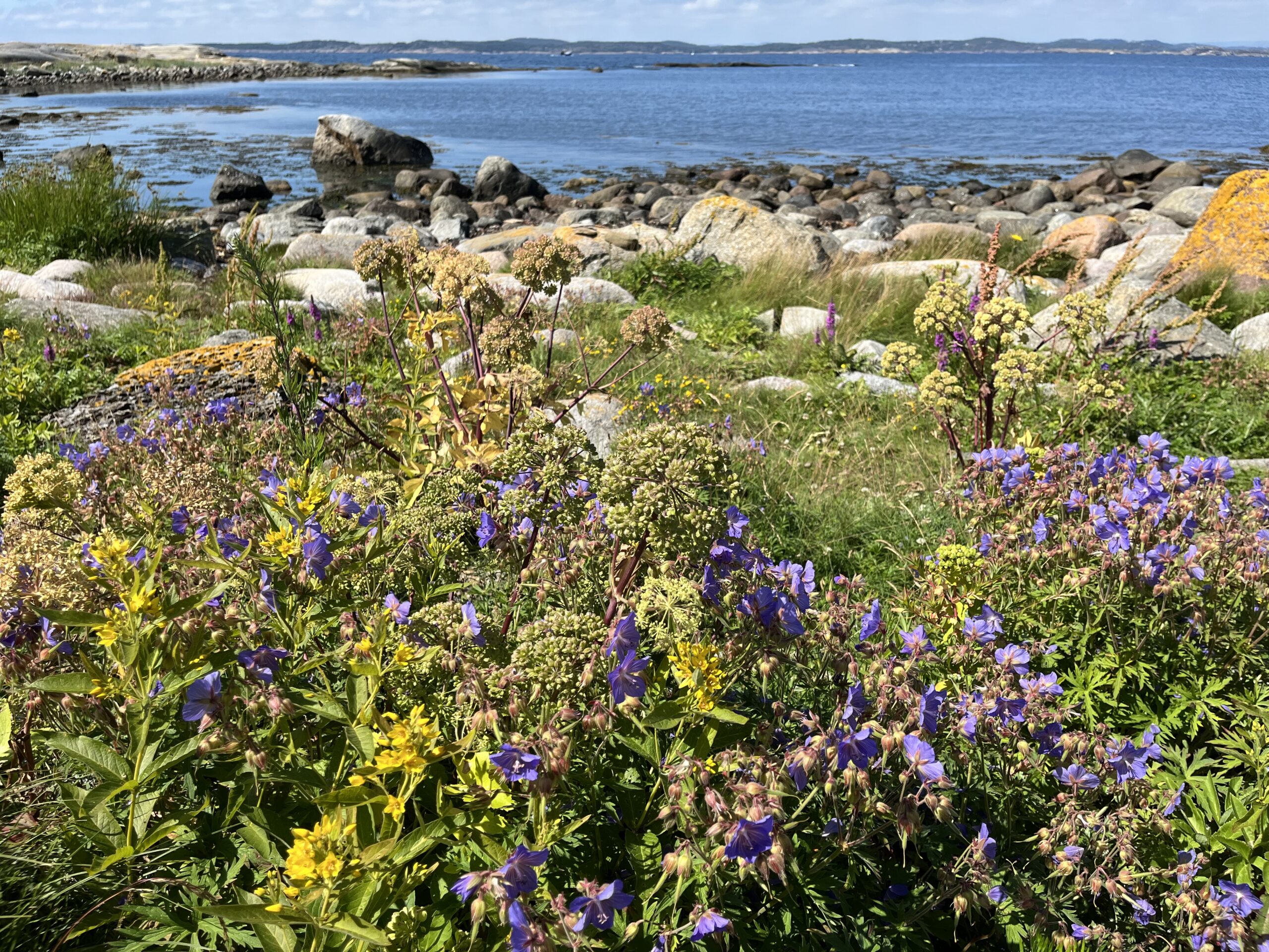 Blomstring i Færder nasjonalpark foto-ASjømæling