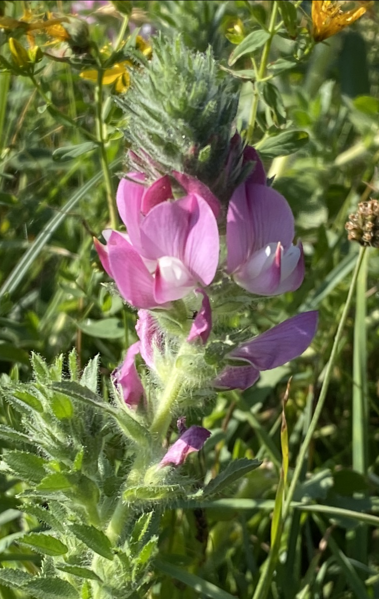 Bukkebeinurt (NT), foto A.Sjømæling