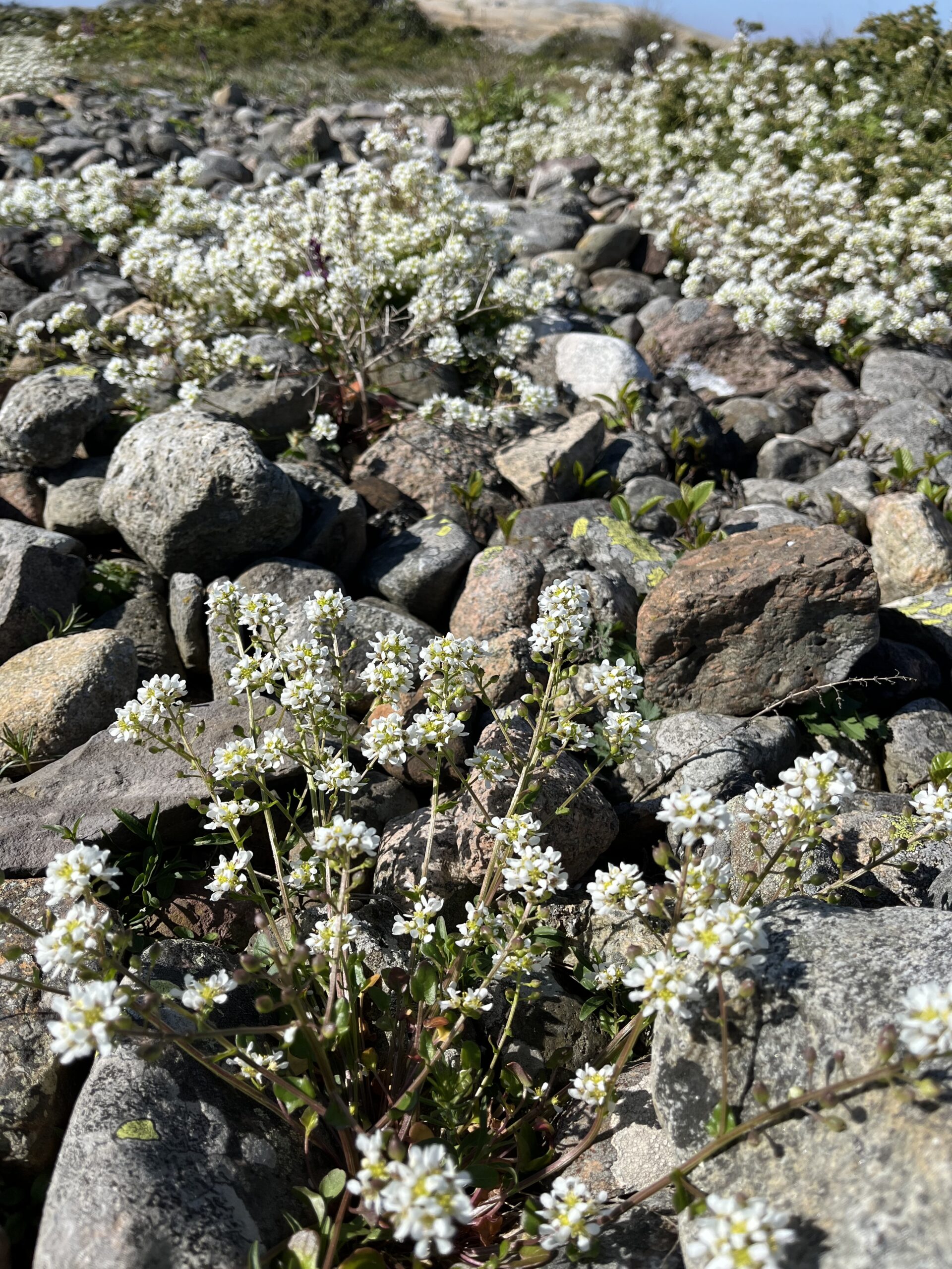 Rullesltein-og-strandkål-Moutmarka-foto-ASjømæling