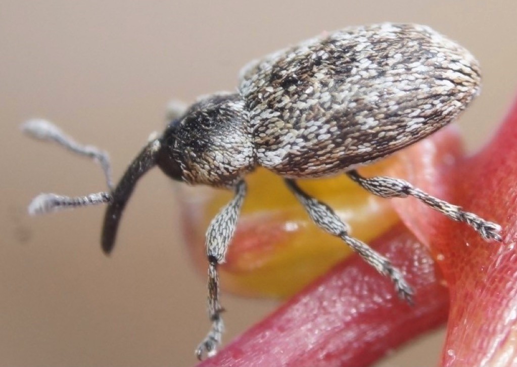 Snutebilla smicronyx jungermanniae fra snyltetråd foto Arne FJell berger