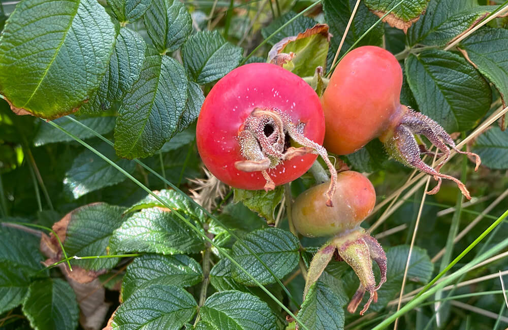 Nyper av rynkerose. Foto: Anne Sjømæling