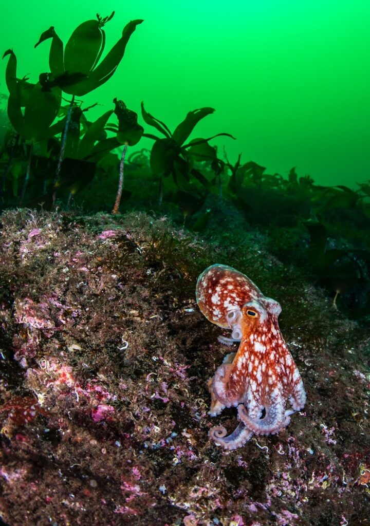 Flekkete åttearmet blekksprut i kamuflasjon, på havbunn. Foto: Henning Svensen.